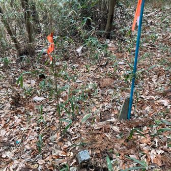 また青田テープ