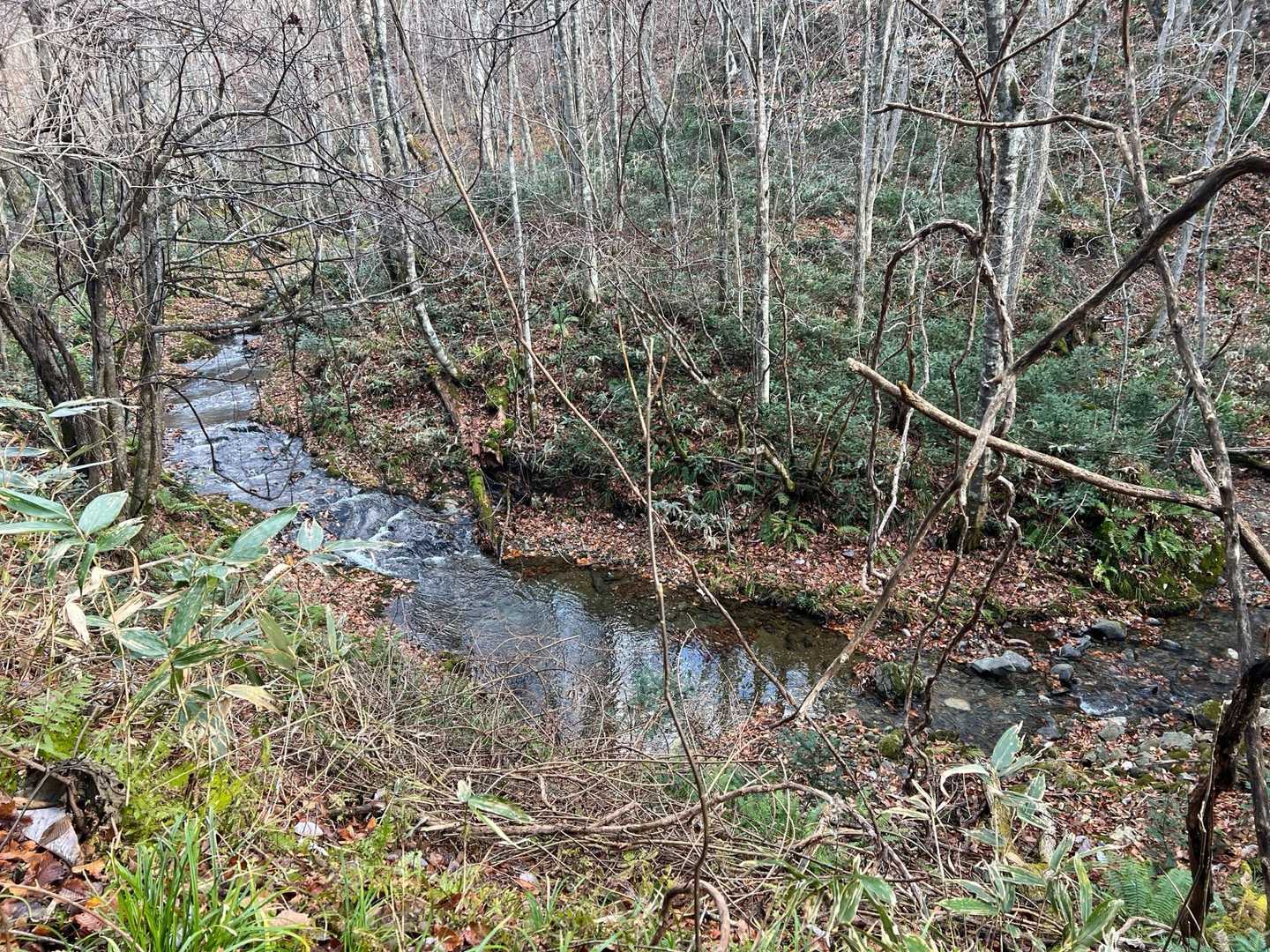 ふもとには川、栗の木なんかもありクマが出るならこの辺だ😚🐻