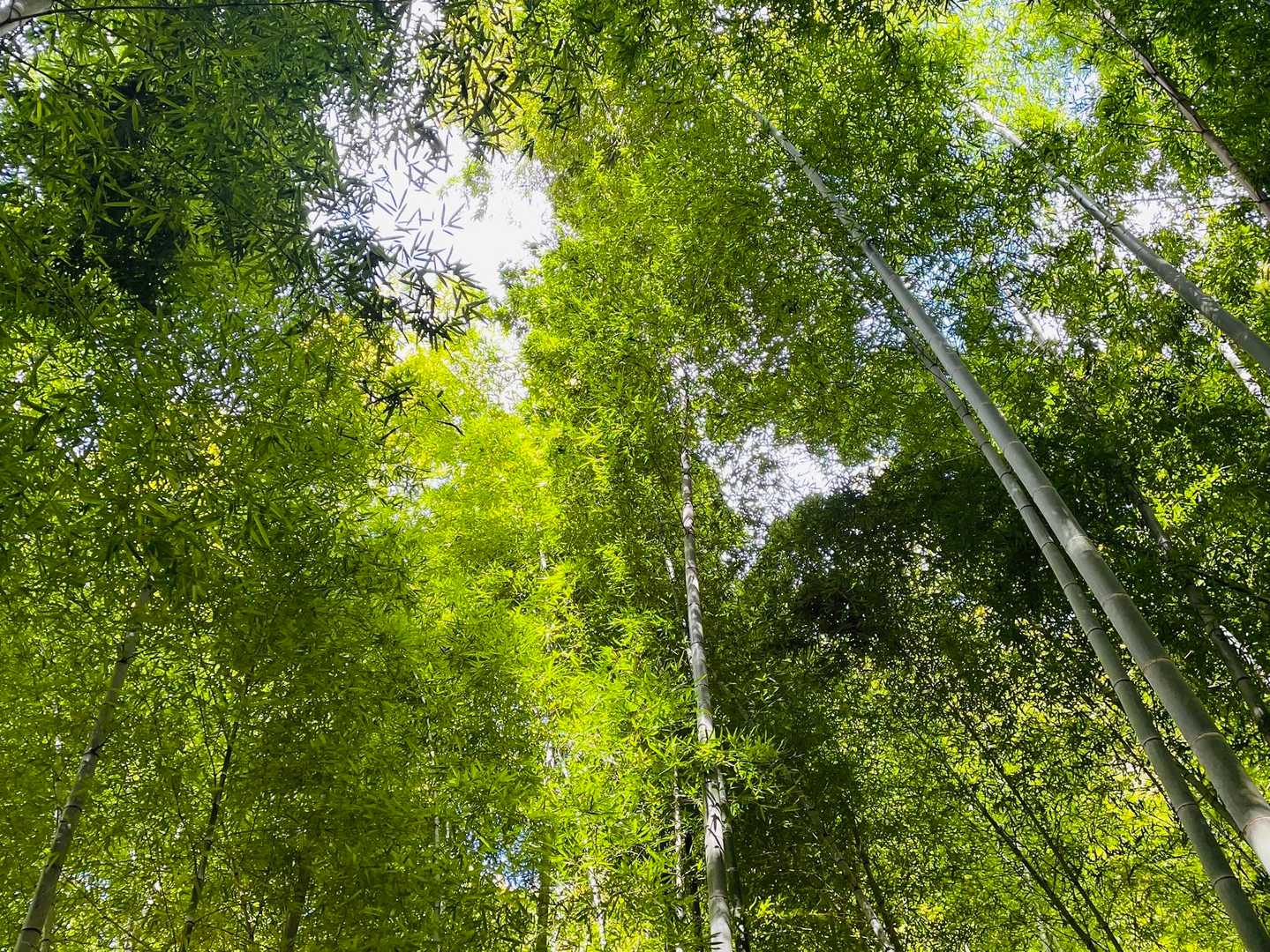 竹林キラキラしてました