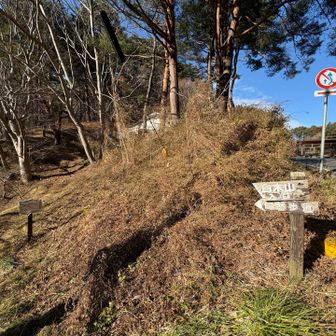 目の前に低山があるので行ってみます✊