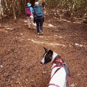 坊ヶ峰手前の急登🤤