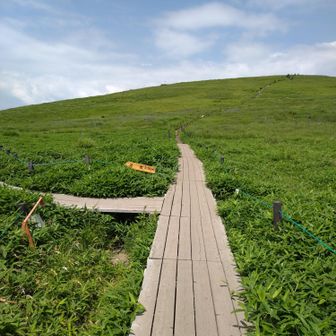 長ーい、長ーい木道
この分岐を左に行くと霧ヶ峰湿原植物群落(車山湿原)にいきます。