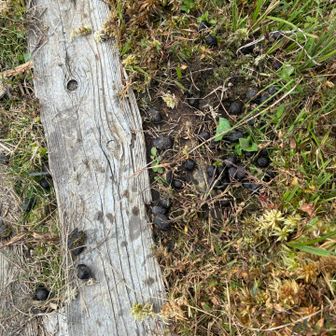 途中、ぬた場や沢山の二本爪の足跡が見られましたが、これは鹿の糞のようです。