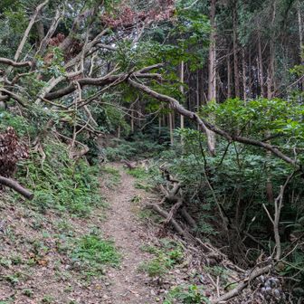落下、倒木がきれいに片づけられていました。ありがとうございます。