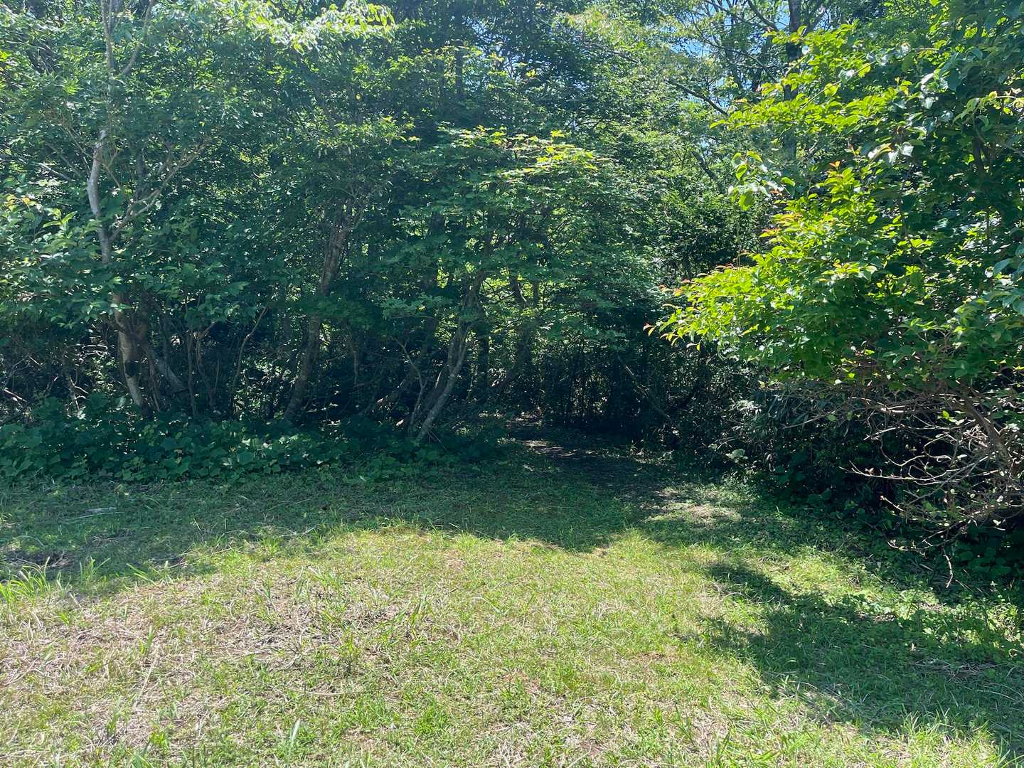 あの中へ向かいます🌳