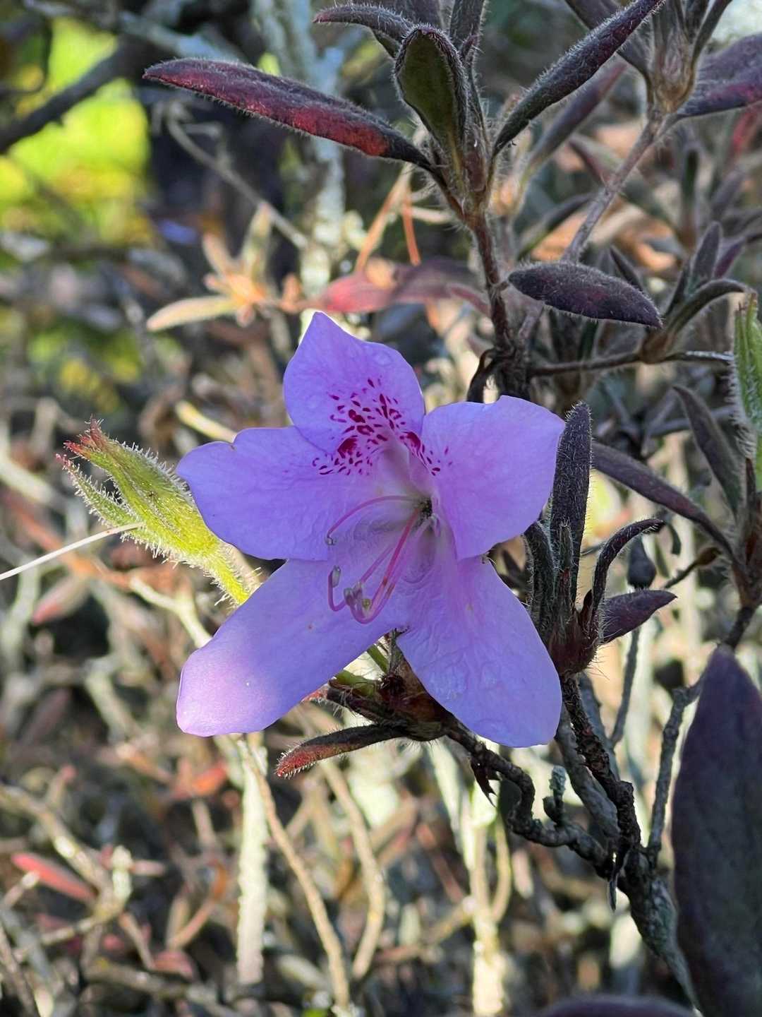 今頃ツツジ？