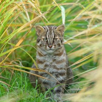 てらわさとるお