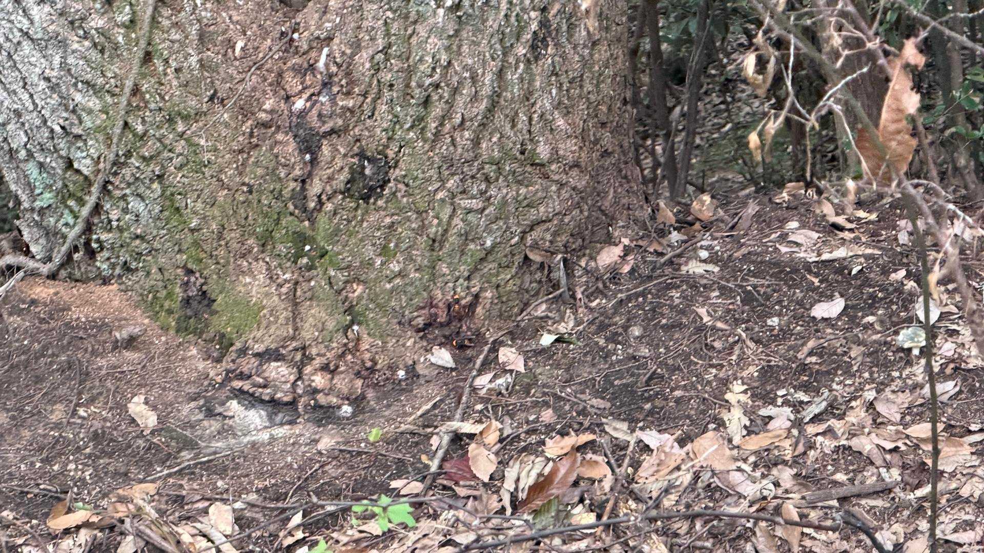 木の根元に蜂の巣ありました😱