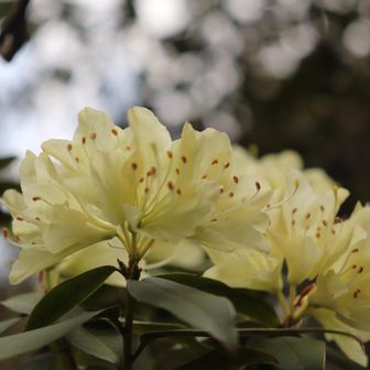 控えめなのに優美