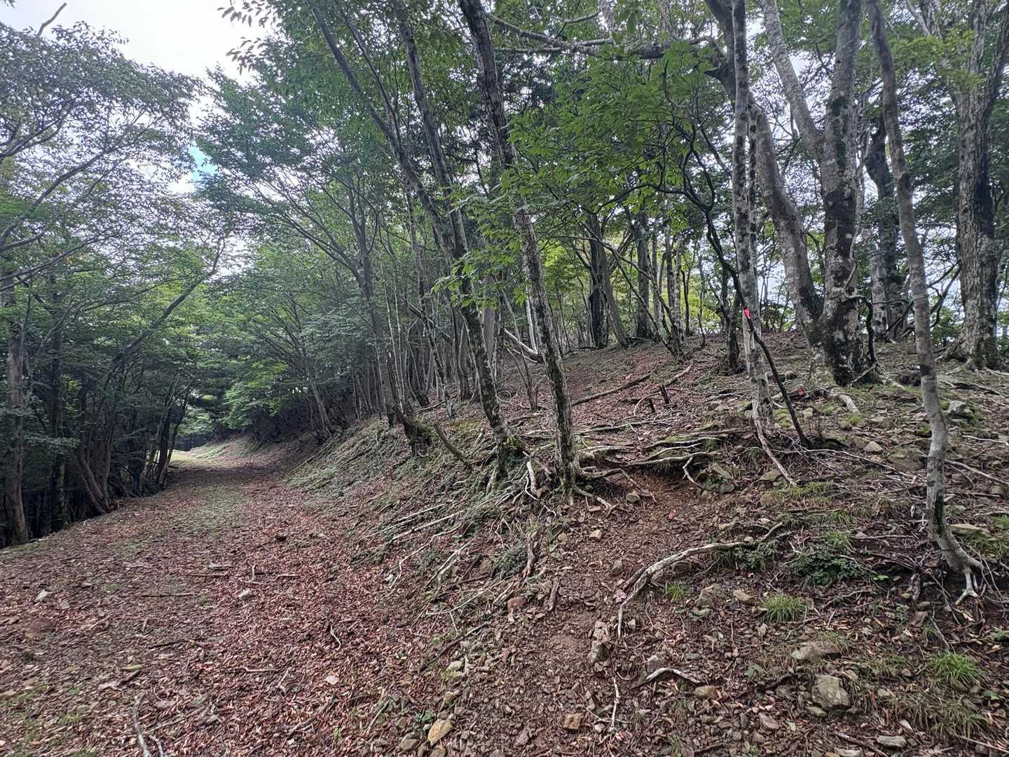 ここは普通左に行きそうなとこですけど右に行くみたいです↗️