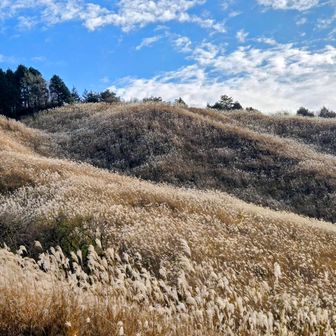 十里木高原はススキで黄金色でした😊