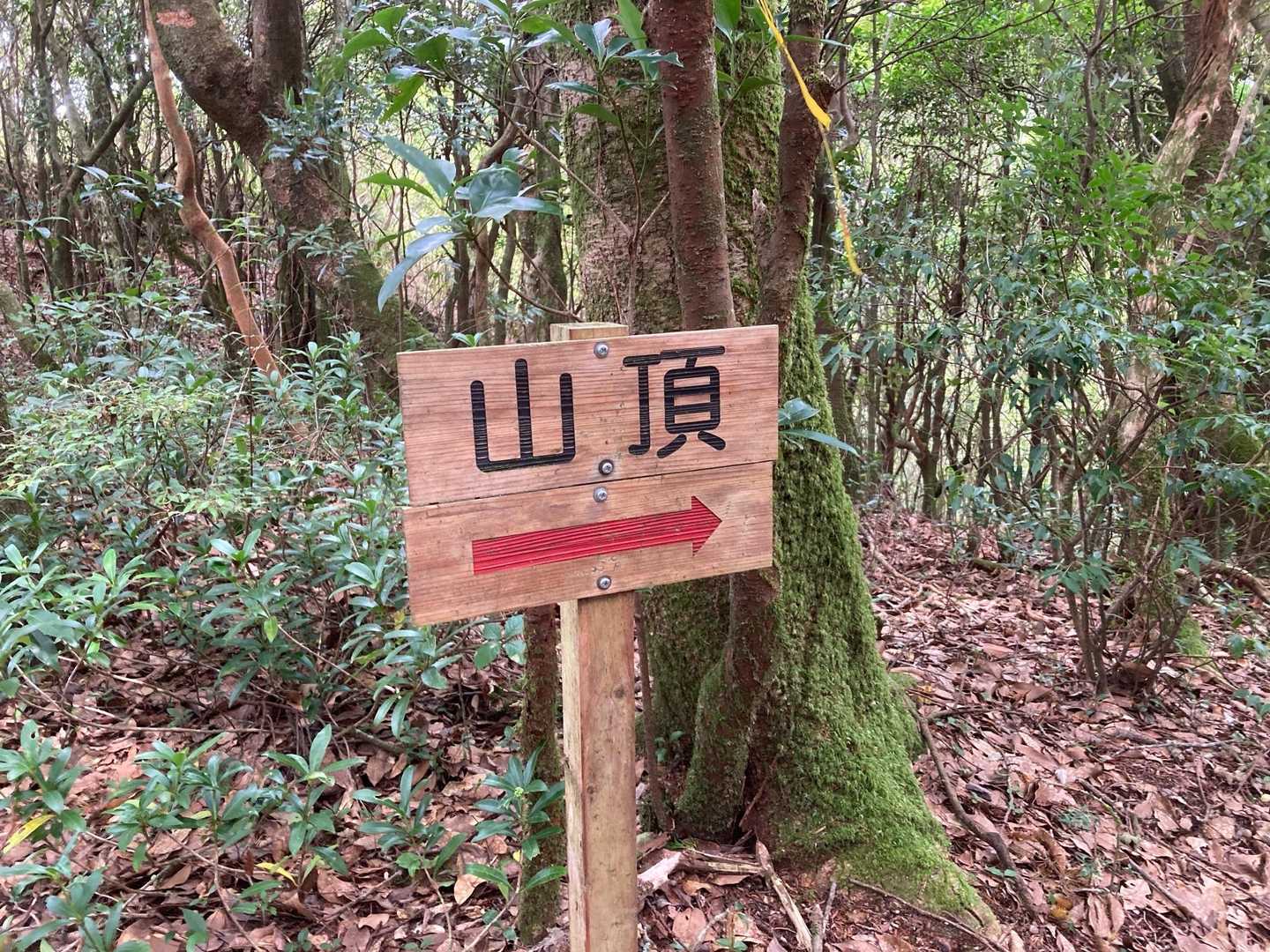 赤荒峠-国見山 往復コースの写真