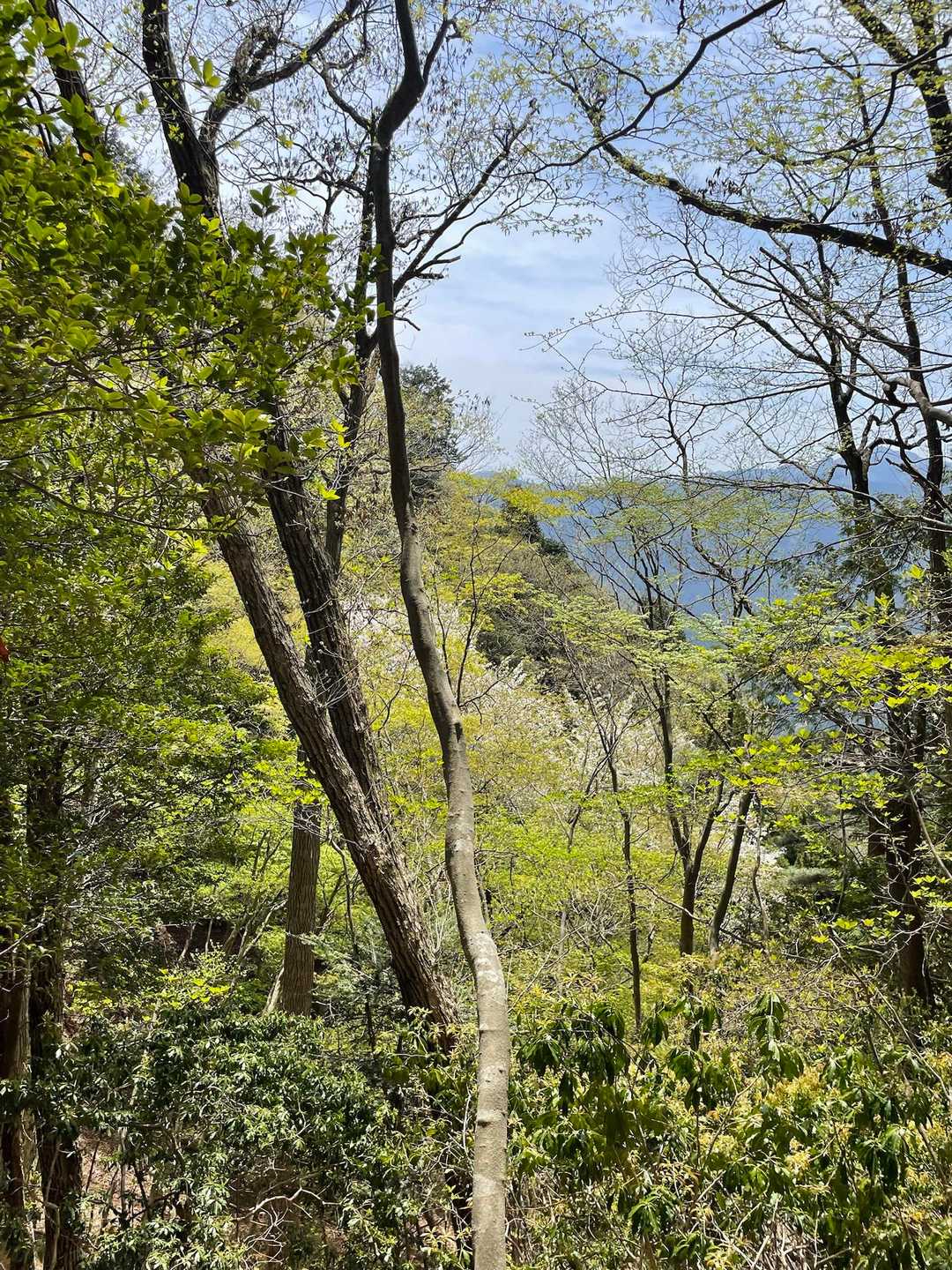 白い石灰岩か何かがむき出しの斜面かと思ったら、山桜の群生でした。