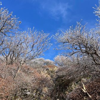 山頂近くになると樹氷が現れてきた。