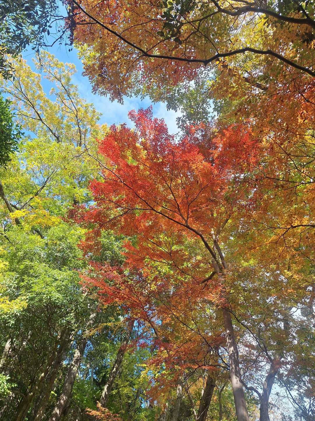 鶴翼山 往復コースの写真