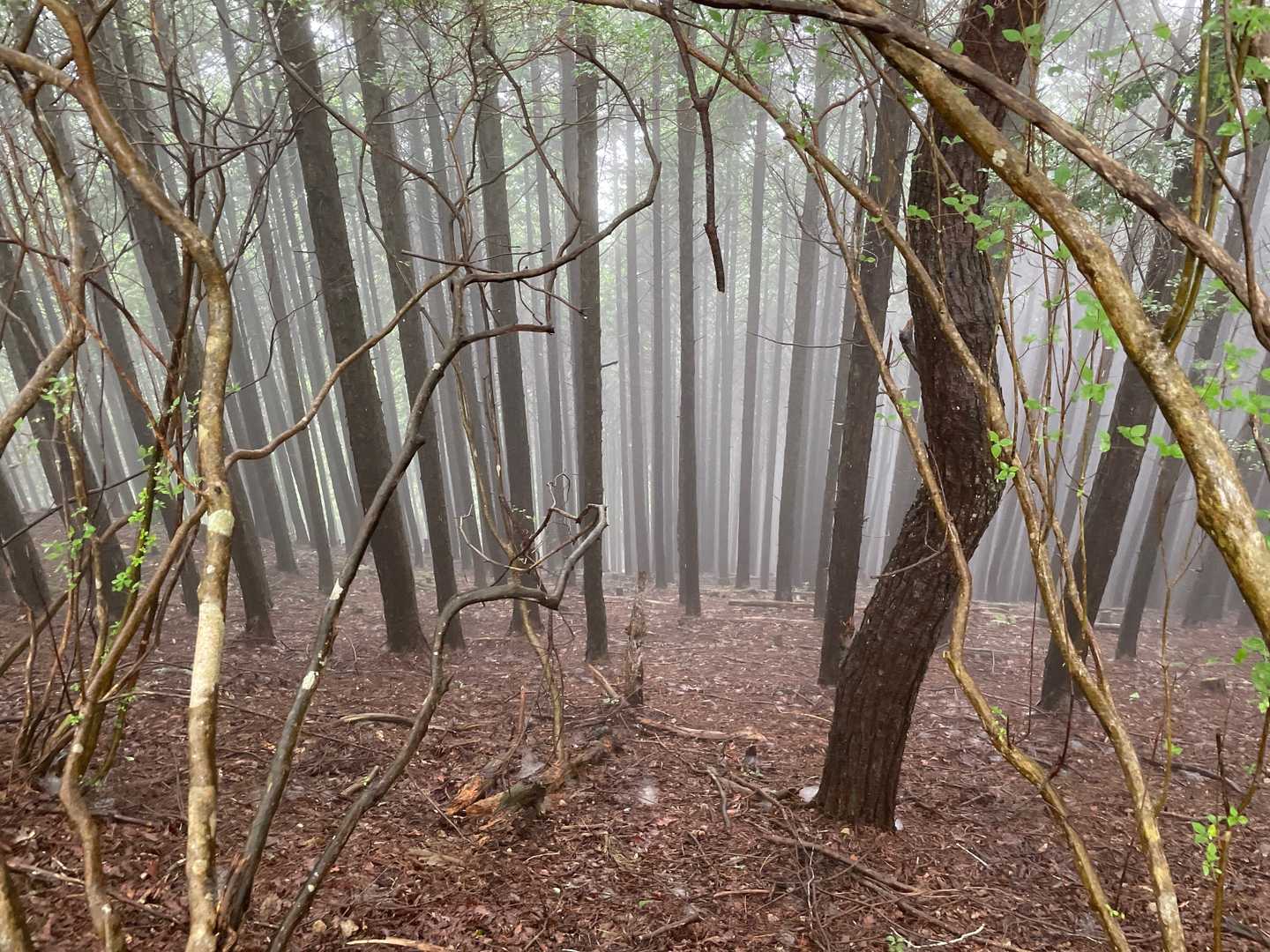 市原峠-千ヶ峰 往復コースの写真