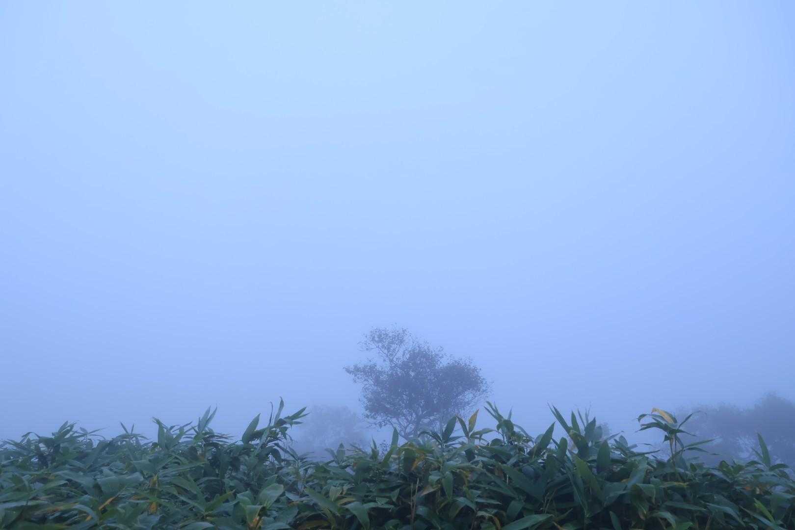 山頂は真っ白
