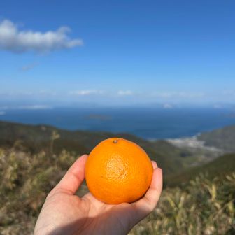 頂いた🍊全然別日に。