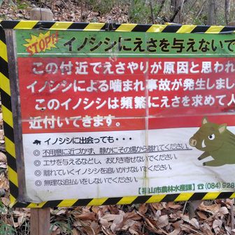 イノシシ🐗の痕跡が多数あり⚠️