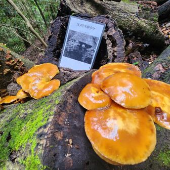 ヌメリスギタケ🍄