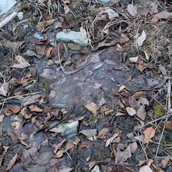 手前の水たまりもガチガチ。
試しに踏んでみましたが、割れませんでした😲