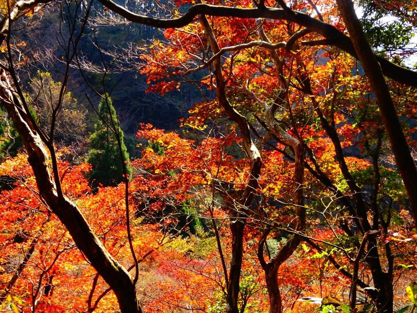 蛤岳 往復コースの写真