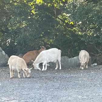 駐車場にたくさんのヤギ🐐が…
可愛い😍