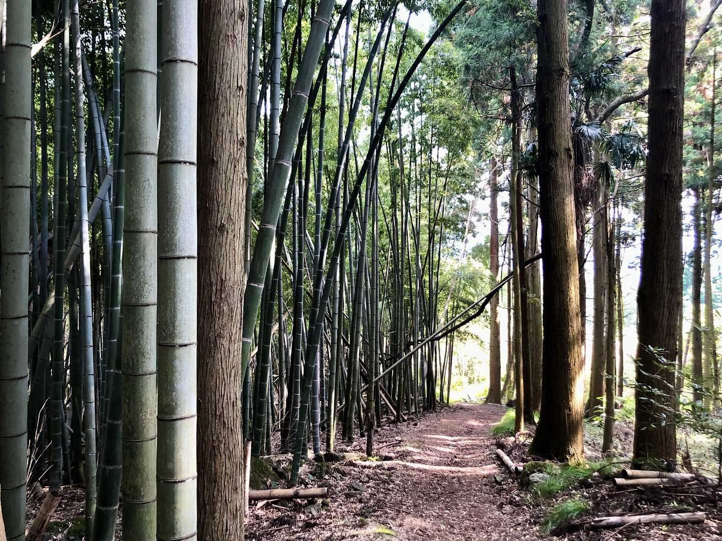 竹林が出てくると、もうすぐって感じするなー