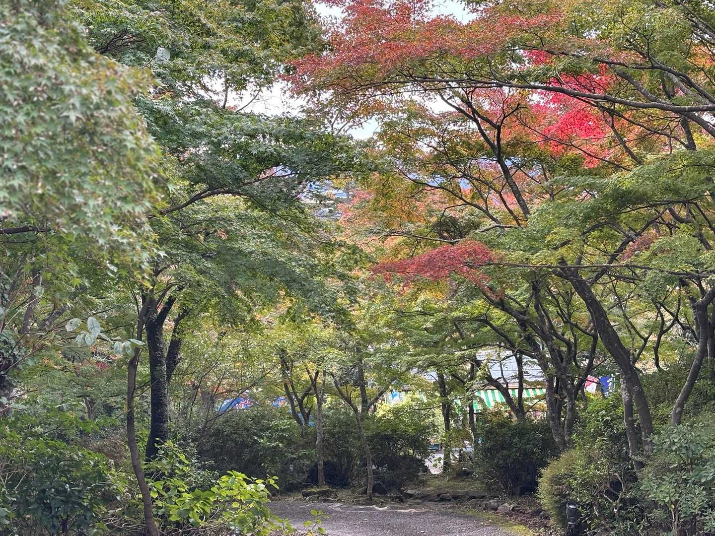 まだ早いですね🍂

ご覧いただきありがとうございました。