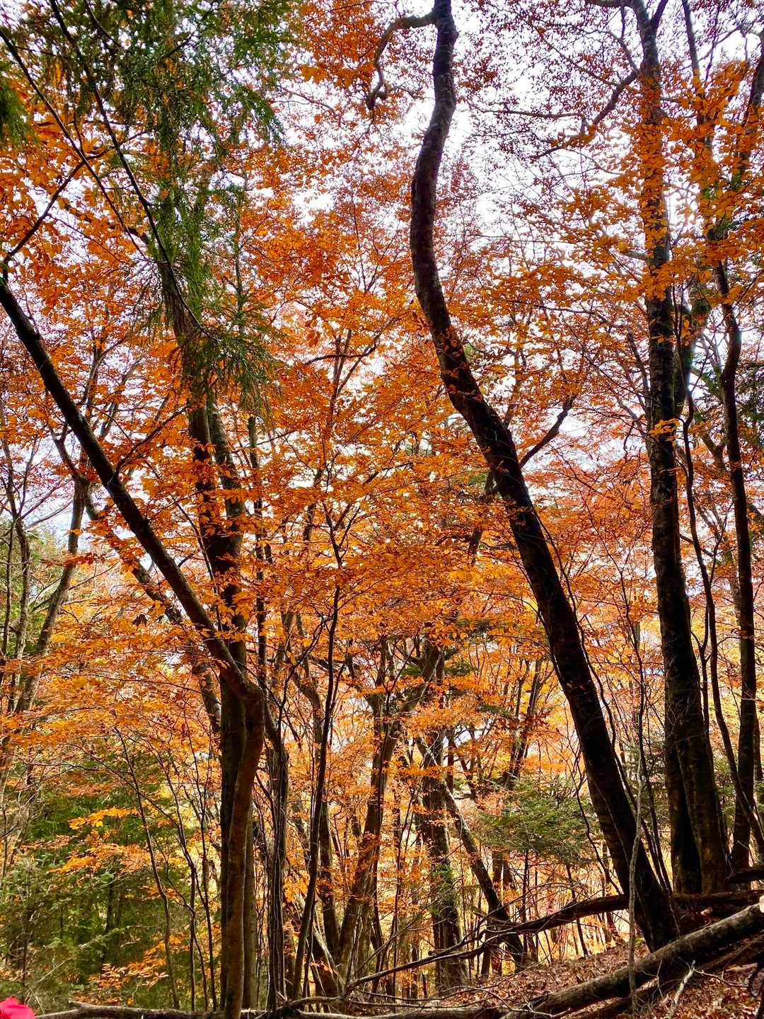 肝心坊-中適坊-晴雲坊-敬慎院-七面山-明浄坊-安住坊 縦走コースの写真