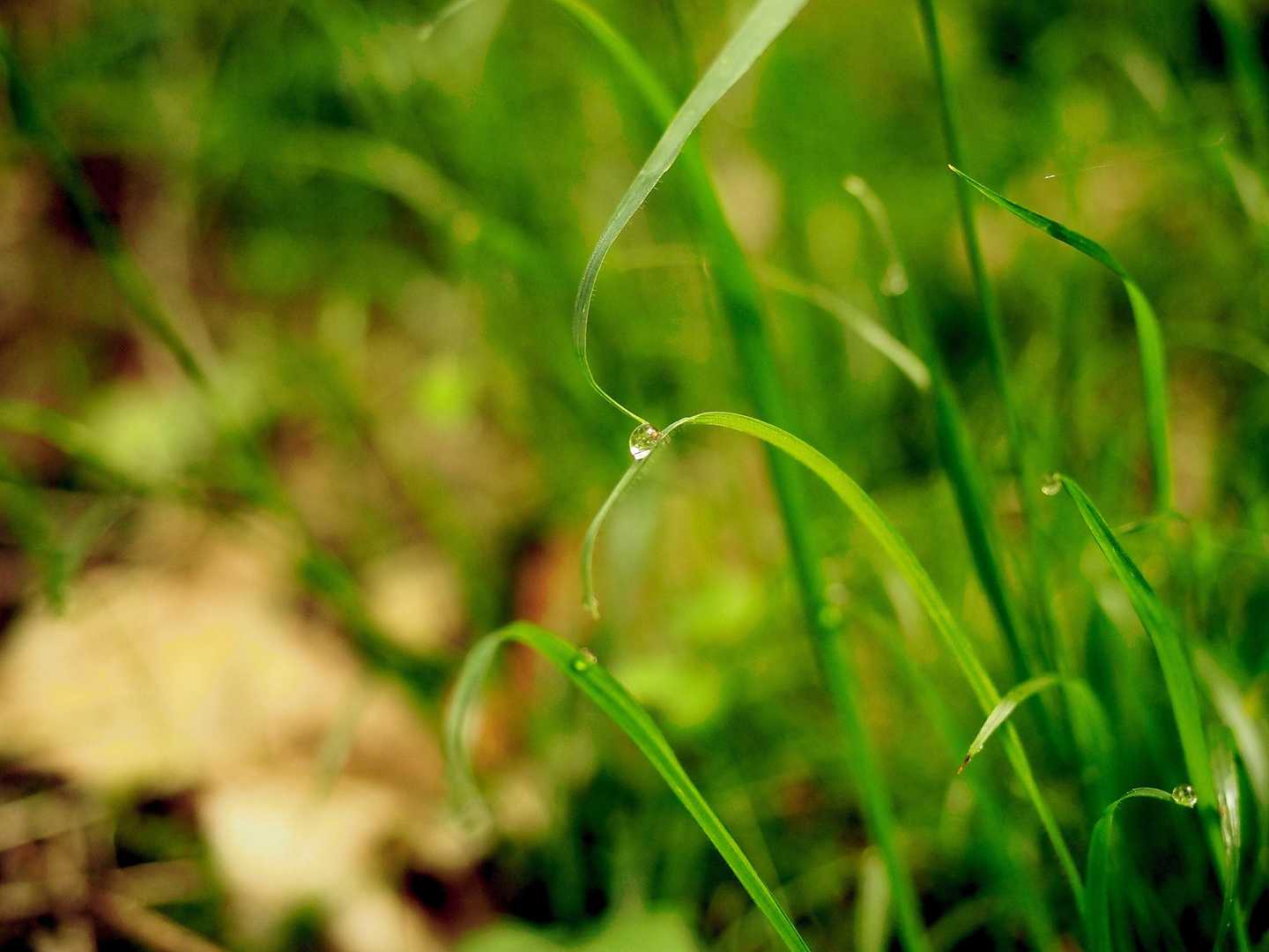 朝露も美しい