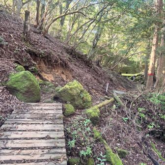 歩きやすい道をずんずん進みます