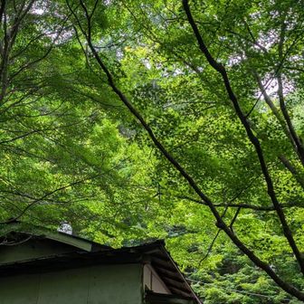 祐泉寺の緑もみじがいい感じ🤗