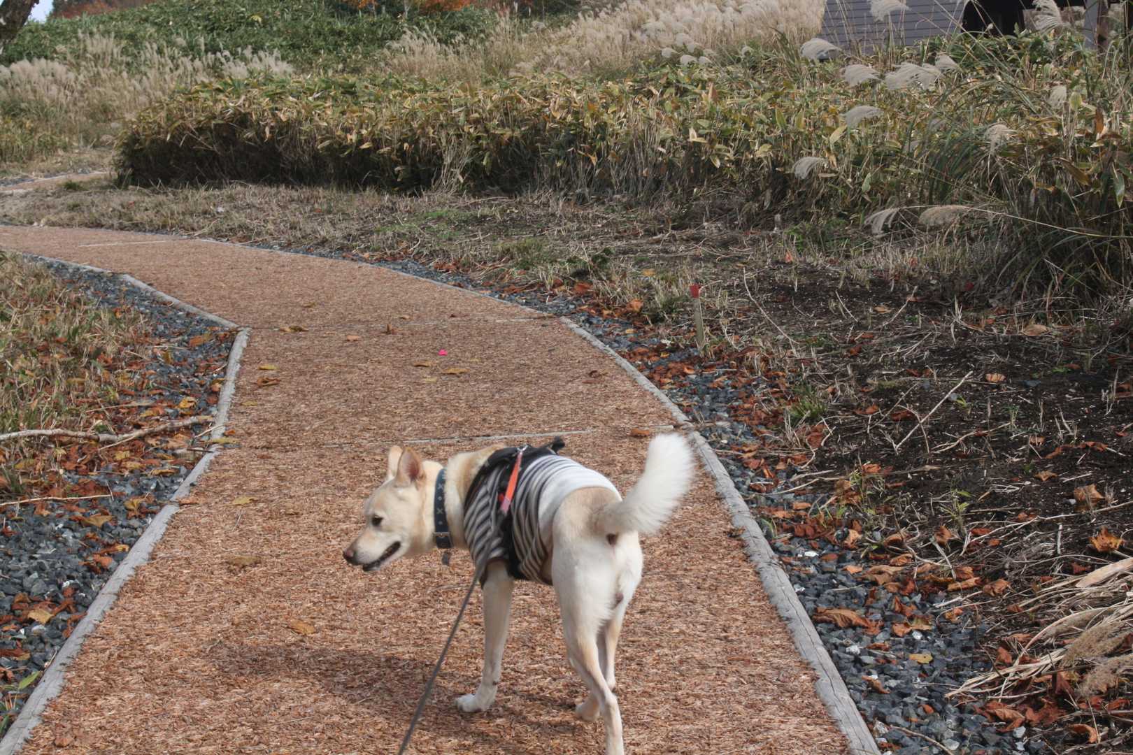 排水整備、チップが接着されてました🤩