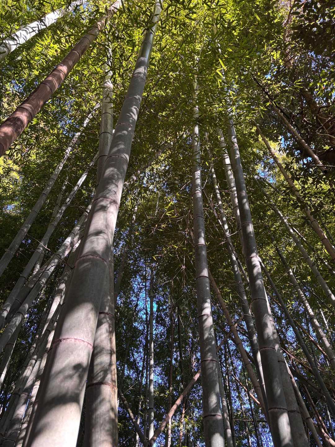 竹林が見事‼️