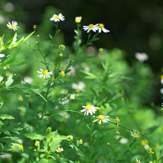 🌼