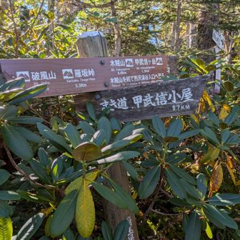 甲武信小屋から巻き道を使用し縦走路に出ますが破風山、雁坂嶺は次回へ(ToT)