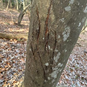 こんな里山にも熊の爪痕と思い専門家に聞いたら鹿の角🫎研ぎでした。