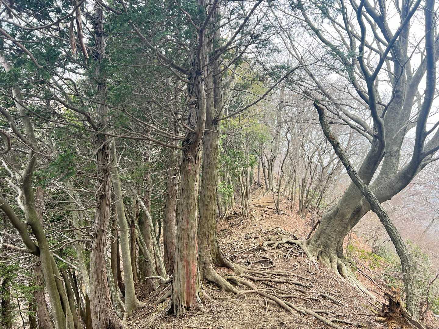 高取山と華厳山の間は平坦なところが多かった