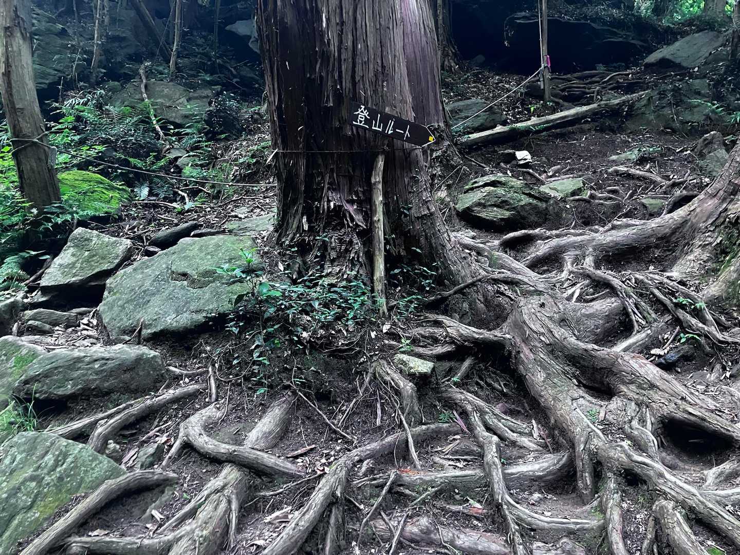 低山過ぎてピンテありません。でもガイドとなる看板があります。