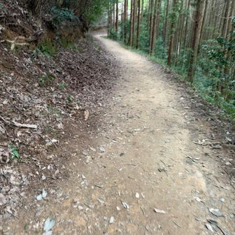 柵を越えてからここまでの間の急坂で
今日の調子がわかる🤭
今日は足がダルいし…ちょっと重いわ…
ゆっくりいこ