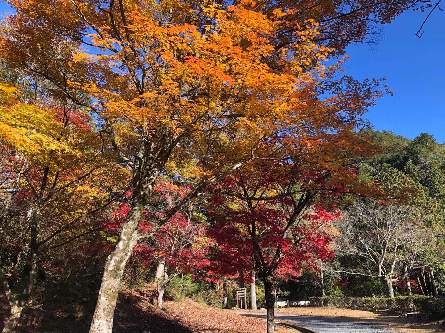 紅葉が青空に映えます！