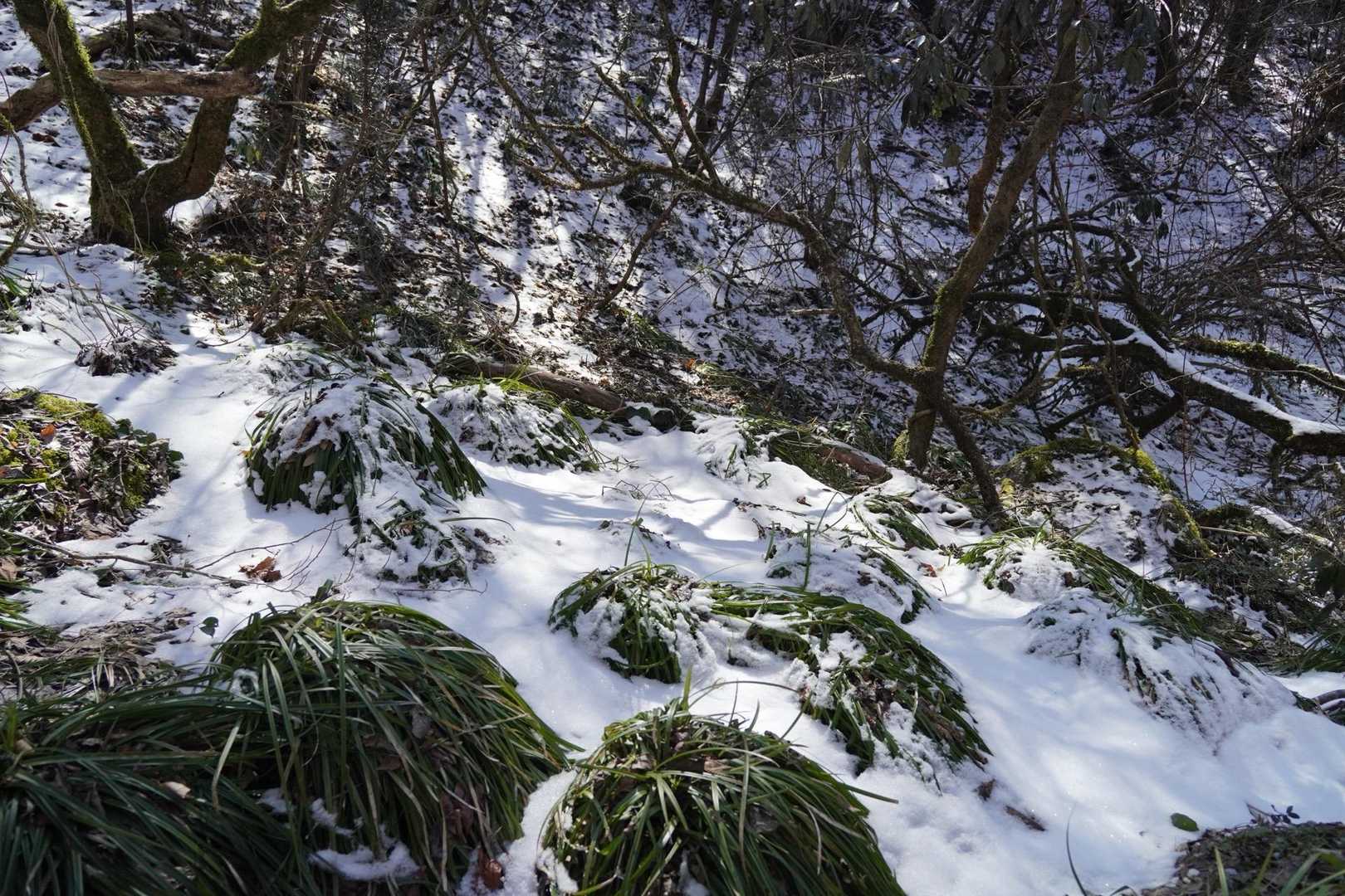 龍の髭と☃️