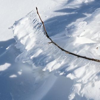 エビのしっぽしっかり育ってます