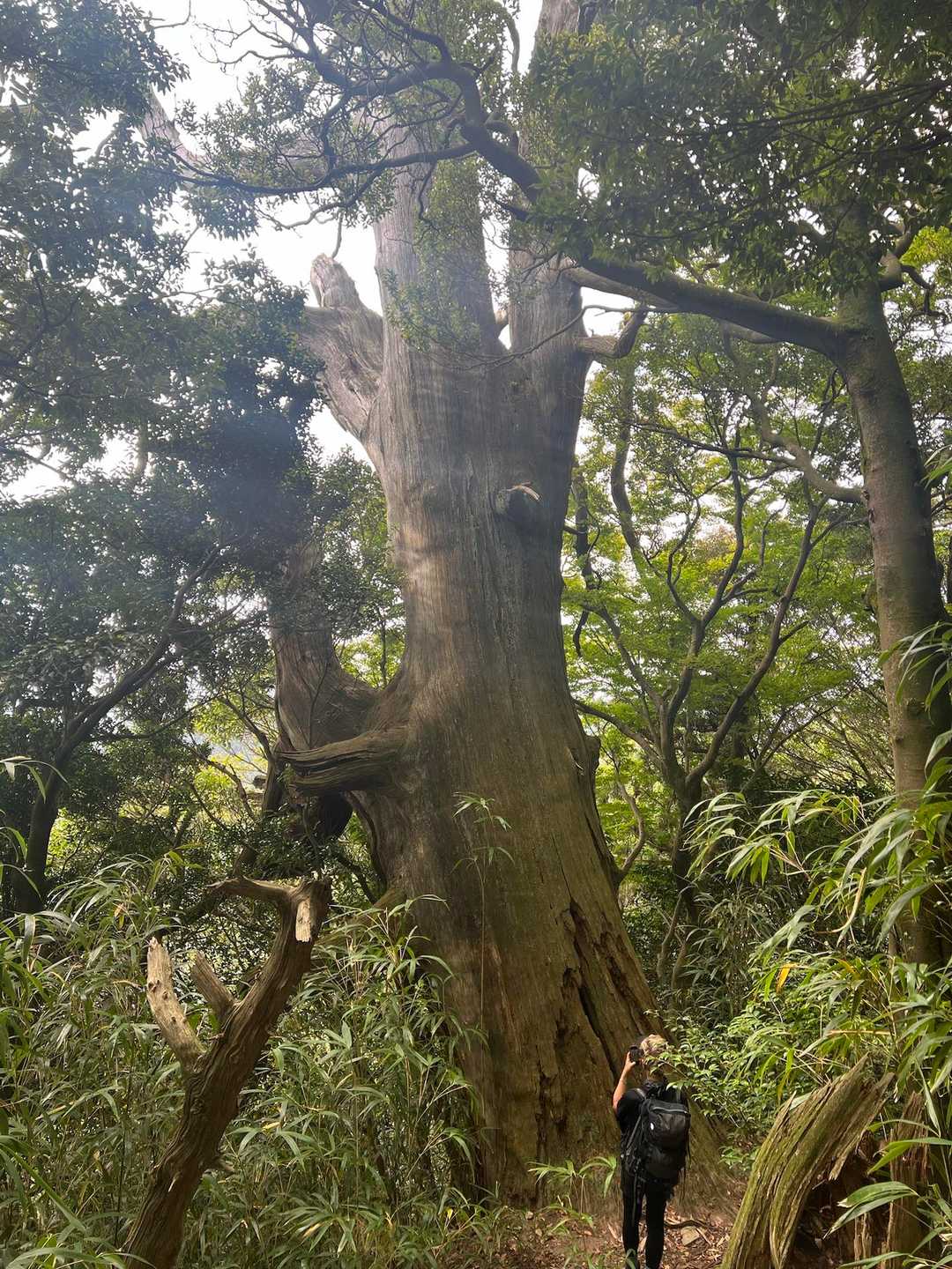 初めて見ました🌲