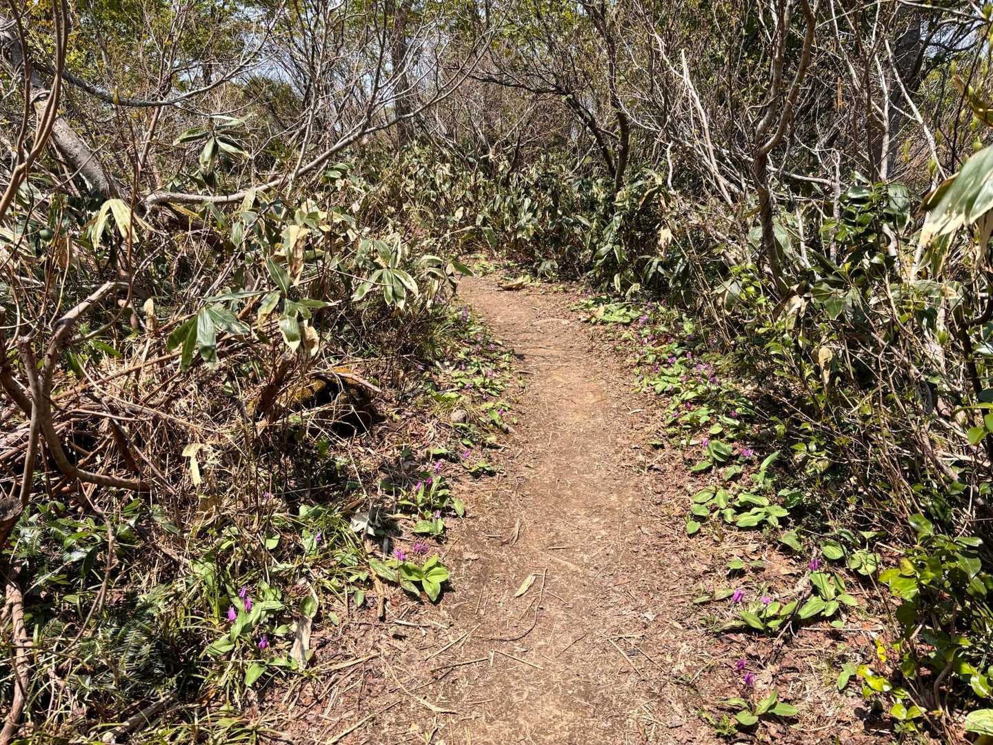 道の脇に沢山のカタクリ