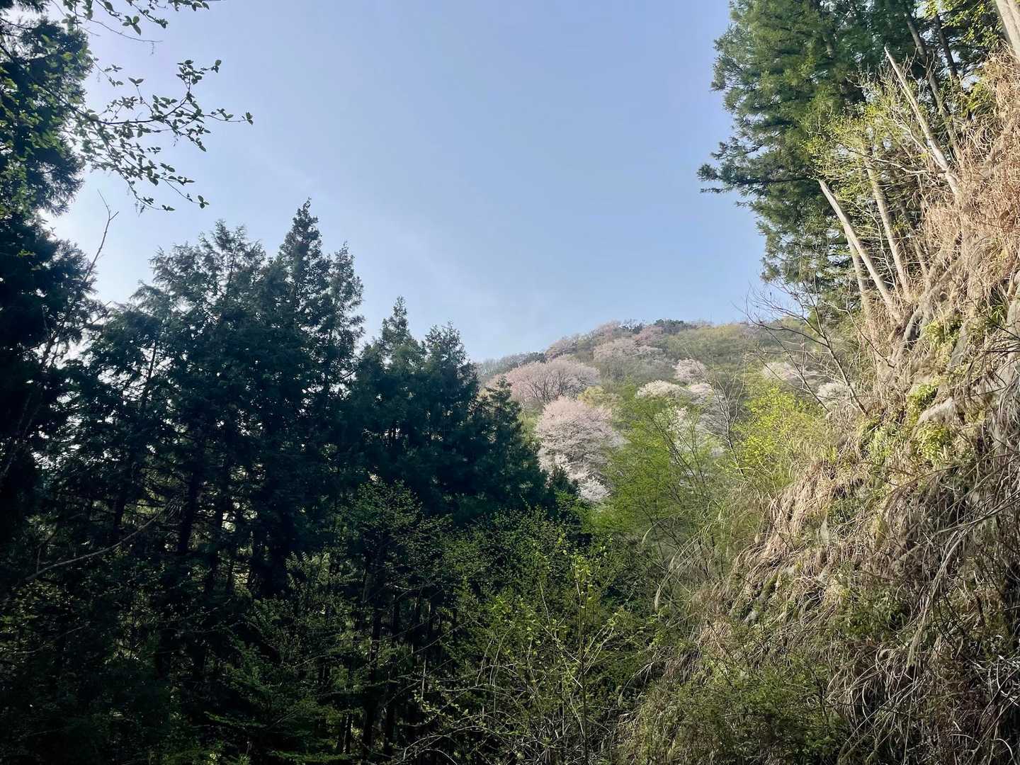 ところどころに満開の山桜
里山の風景✨って感じが好き😊