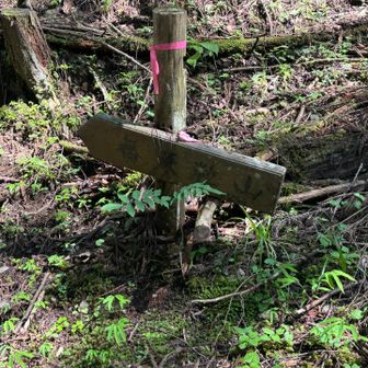 これがみたかったまである、 登山道には見えない登山道の看板🤣今はくまが怖くて行けないけど、いつか登ってみたい気持ちはある。