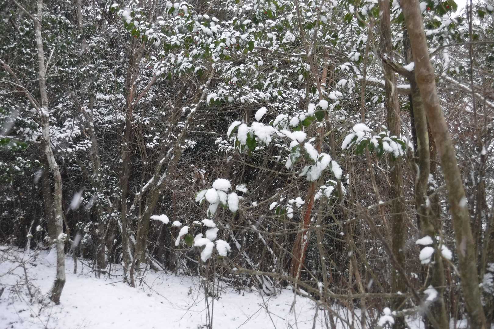 葉っぱに雪が積もってとても綺麗でした。