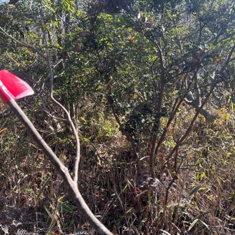 この辺りで道が少し途切れます